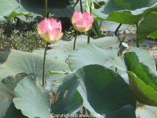 Lotus Garden on Garden Lotus 3