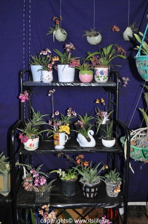 Tips for growing Orchids