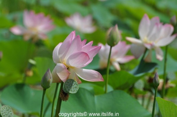 Lotus | Aquatic Plant | Kamal | Padma | Lotus Flower | Kamala