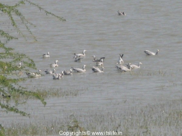 Magadi Bird Sanctuary | Gadag District | Bar Headed Geese | Bird Sanctuary