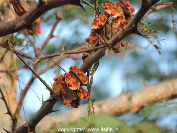 Gunja tree