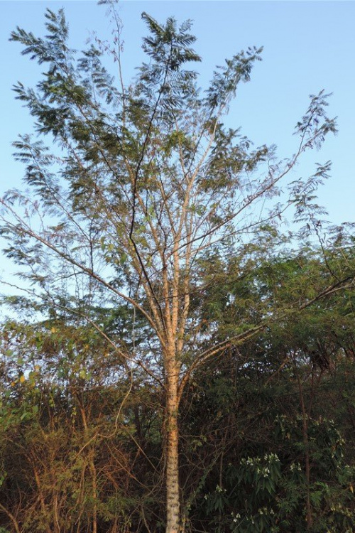 Gulaganji tree