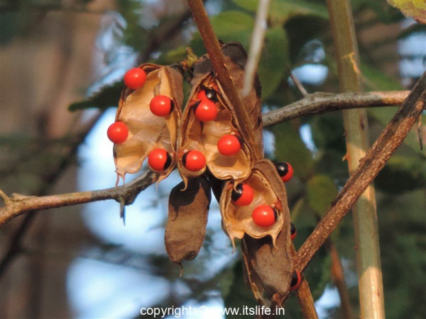 Ratti Tree