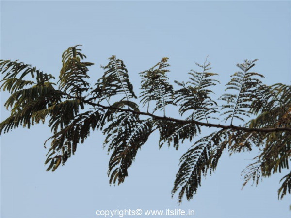 Rosary Pea tree