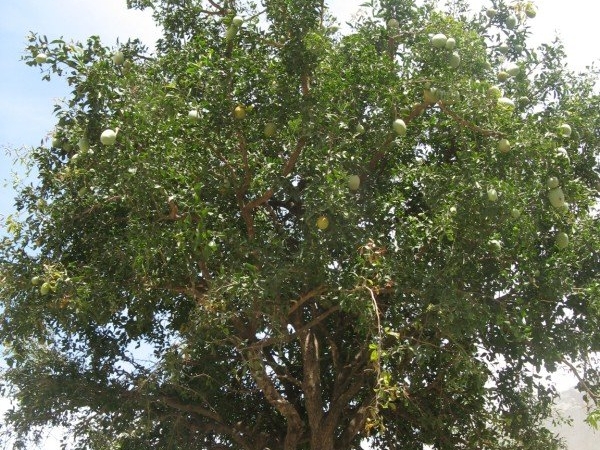 bilva patra tree