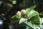 Krishna Kadam Tree