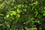 Krishna Kadam Tree