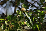 Krishna Kadam Tree