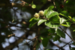 Krishna Kadam Tree