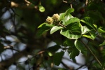 Krishna Kadam Tree