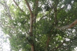 Peepal Tree | Bodhi Tree | Ashwatha Vriksha | Arali Mara