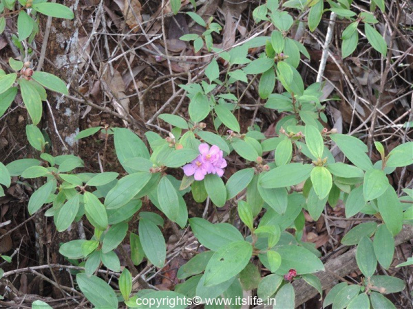 Indian Rhododendron