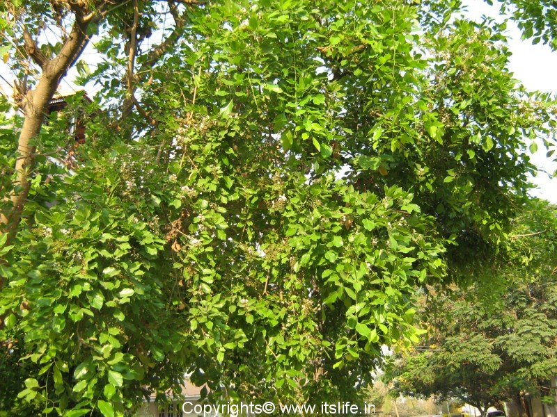 Honge or Indian Beech Tree | itslife.in