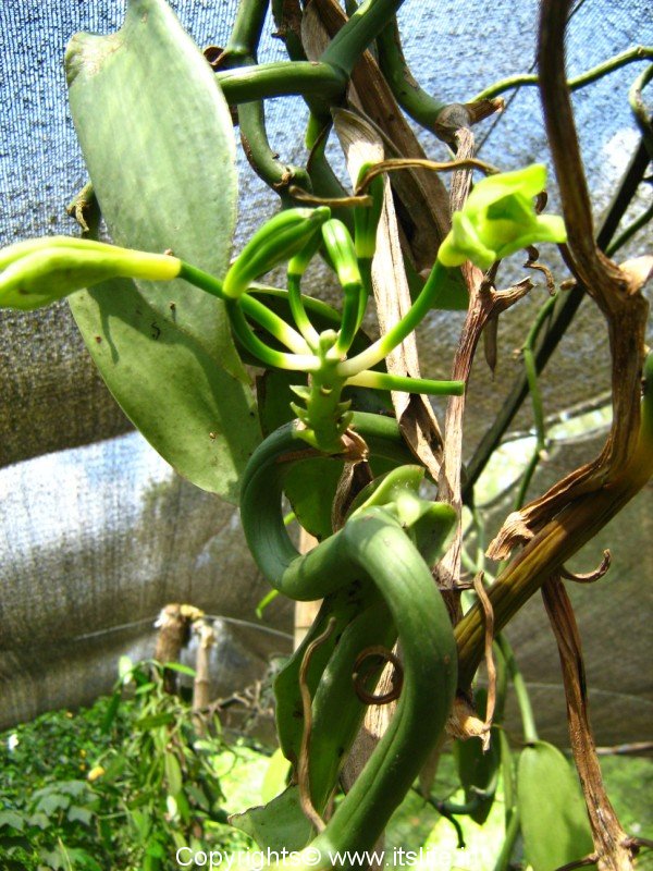 Vanilla Orchid - The Canopy Family