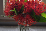 Red Ixora