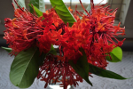 Red Ixora