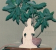 Banyan Tree Bonsai