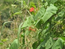 Scarlet Morning Glory