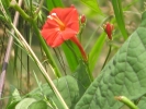 Scarlet Morning Glory