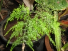 Asparagus Fern