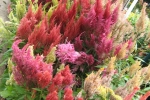 Celosia