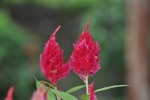 Celosia