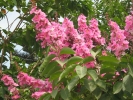 Crepe Myrtle