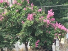 Crepe Myrtle Tree