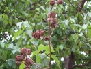 Lagerstroemia indica