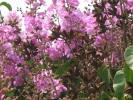 Lagerstroemia indica