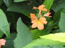 Crossandra