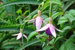 Fuschia