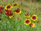 Golden Coreopsis