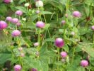 Gomphrena