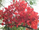 Gulmohar