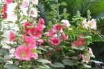 Hollyhock