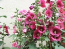 Hollyhock