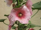 Hollyhock