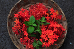 Red Ixora