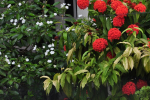 Red Ixora