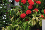 Red Ixora