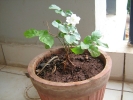 garden-jasmine-1.jpg