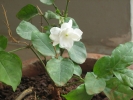 Mysore Jasmine Plant