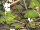 Crested Foating Heart