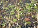 Crested Foating Heart