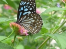 garden-lantana-1