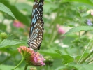 garden-lantana-2