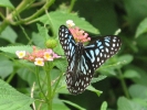 garden-lantana-3