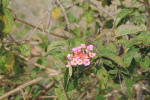 Lantana