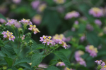 Lantana